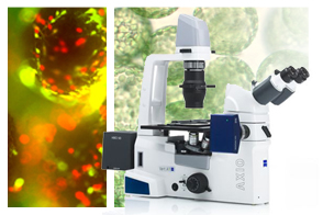 3D Cell Culture, Organoids and Organ on-a-Chip