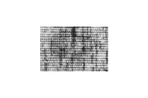 Catalase Crystals on TEM Grid