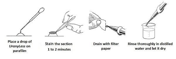 UranyLess - Staining Protocol