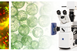 3D Cell Culture, Organoids and Organ on-a-Chip