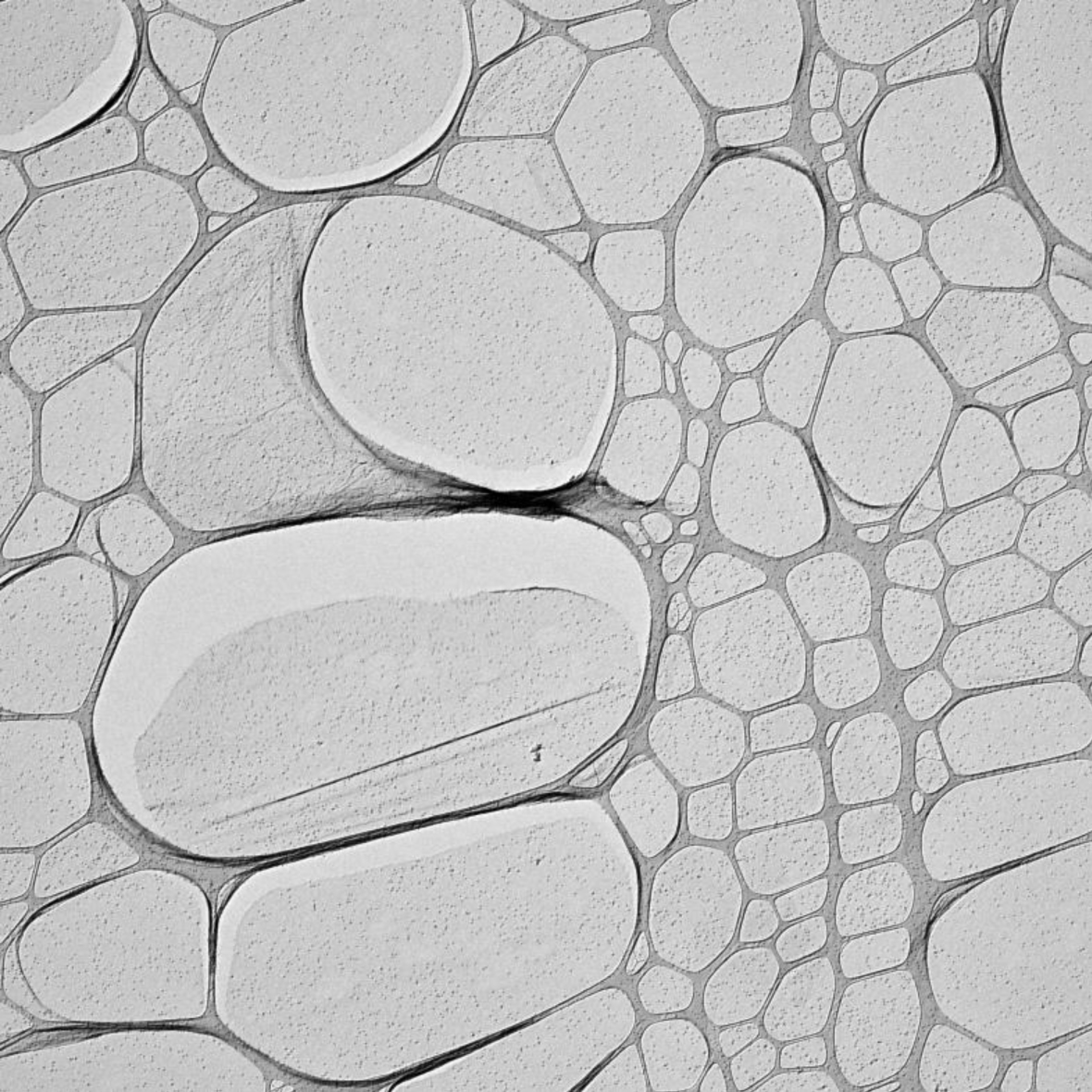 Graphene Oxide Grids - different holes