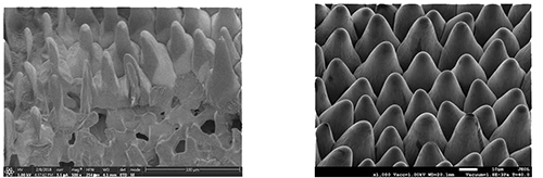 Cryo-Sem vs NanoSuit