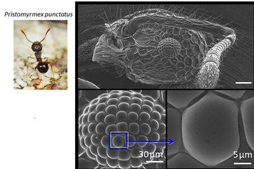 NanoSuit - Insect