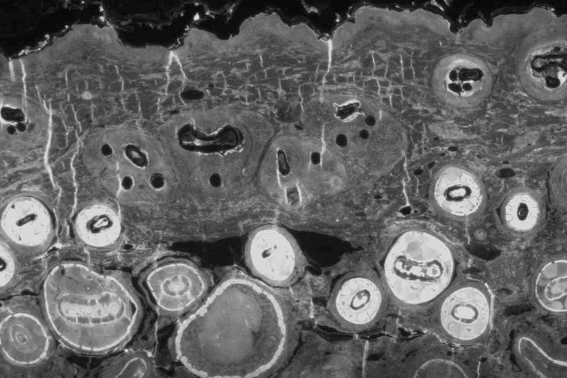 Image of 150nm thick section of biological material using BrightSlide™