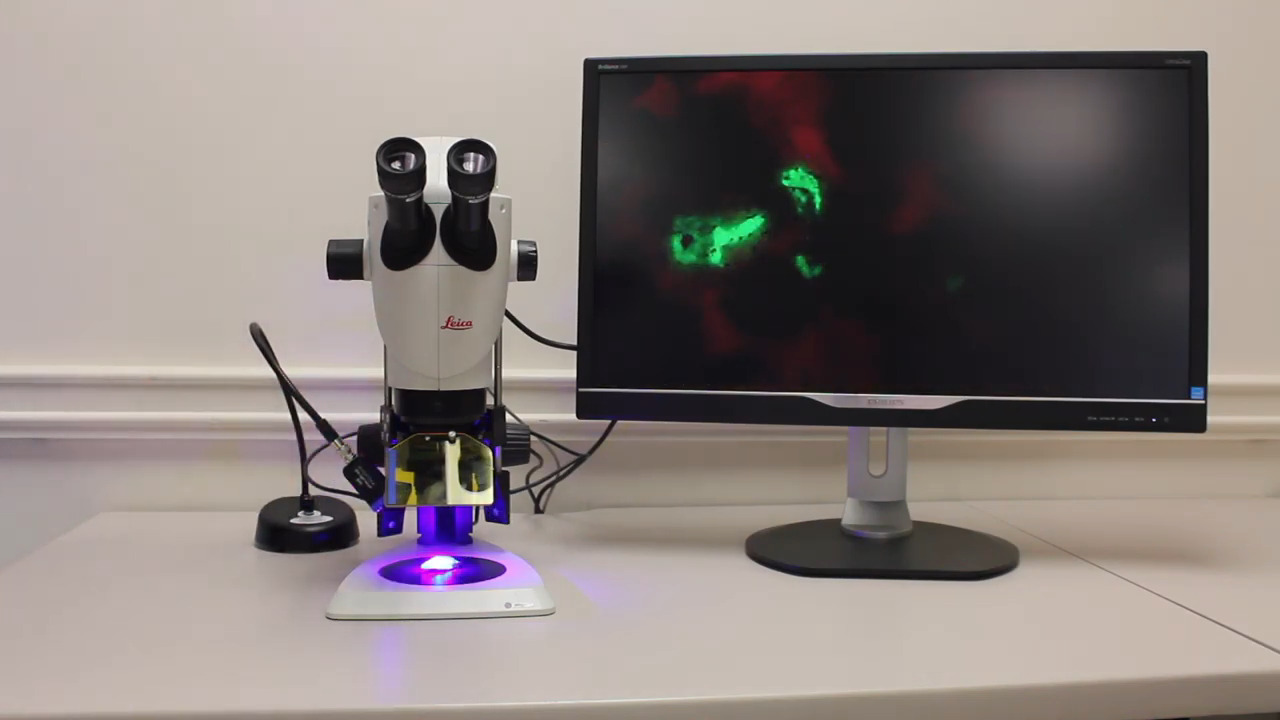 Adding Fluorescence to a Stereo Microscope