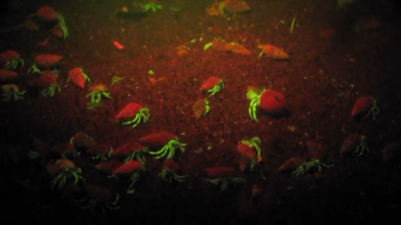Fluorescence Dive New England