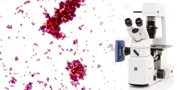 Microscopy Solutions for Microbiology