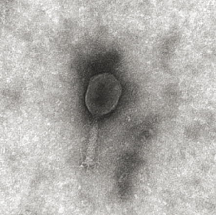 UranyLess - Phage T6