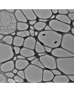 TEM Grids, Graphene on Lacey Carbon, 1-2 Layer, 300 Mesh, Cu