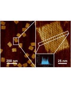 AFM test sample: DNA origami rectangles