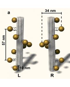 Gold Nanohelices: Computer model of Gold Nanohelices (L,R). The DNA origami structure is depicted in grey and the gold nanoparticles in yellow. 