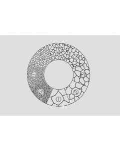 G41 - ASTM Austenite Grain Sizing Disc, different diameters