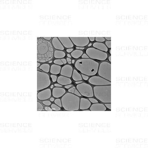 TEM Grids, Graphene on Lacey Carbon, 1-2 Layer, 300 Mesh, Cu