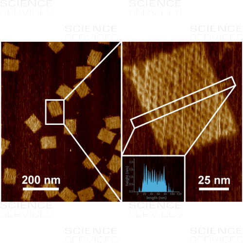 AFM test sample: DNA origami rectangles