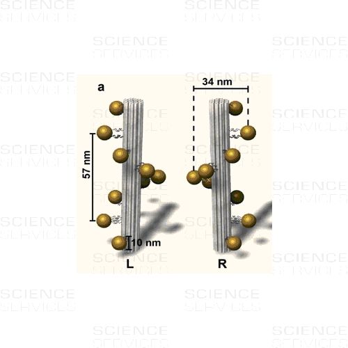 Gold Nanohelices: Computer model of Gold Nanohelices (L,R). The DNA origami structure is depicted in grey and the gold nanoparticles in yellow.