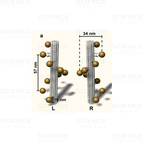 Gold Nanohelices: Computer model of Gold Nanohelices (L,R). The DNA origami structure is depicted in grey and the gold nanoparticles in yellow. 